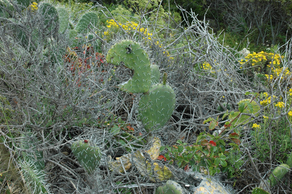 Soberanes Canyon 018.jpg